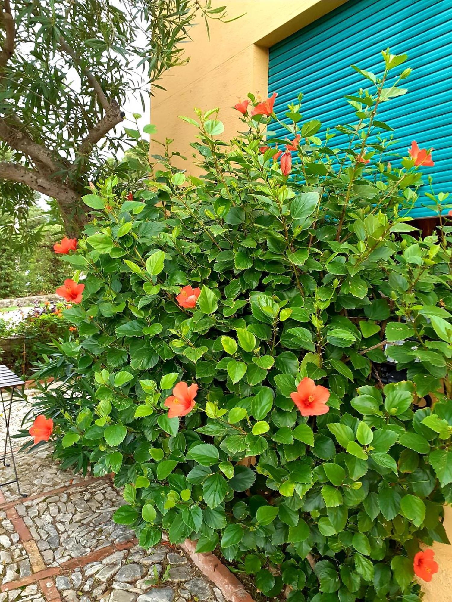Casa "Le Terrazze" Vila Érice Exterior foto